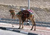 Camel